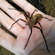 Large house spider