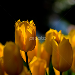 The Chosen One by Michael Pua - Flowers Flower Buds