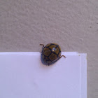 Tortoise-shelled Ladybird