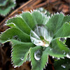 Lady's Mantle