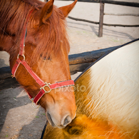 ,,the mirror! by Iosif Vajnar - Animals Horses