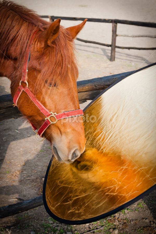 ,,the mirror! by Iosif Vajnar - Animals Horses