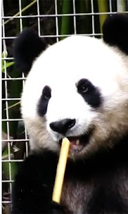 Lastest Panda Live wallpaper APK for PC