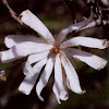 Star Magnolia