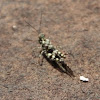 Lichen Grasshopper (male)