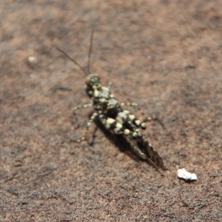 Lichen Grasshopper (male)