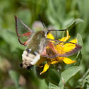 clearwing hummingbird moth