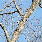 Red-bellied Woodpecker