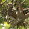 Satin Bowerbird juvenile