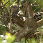 Satin Bowerbird juvenile