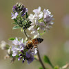 Western Honey Bee on Alfalfa
