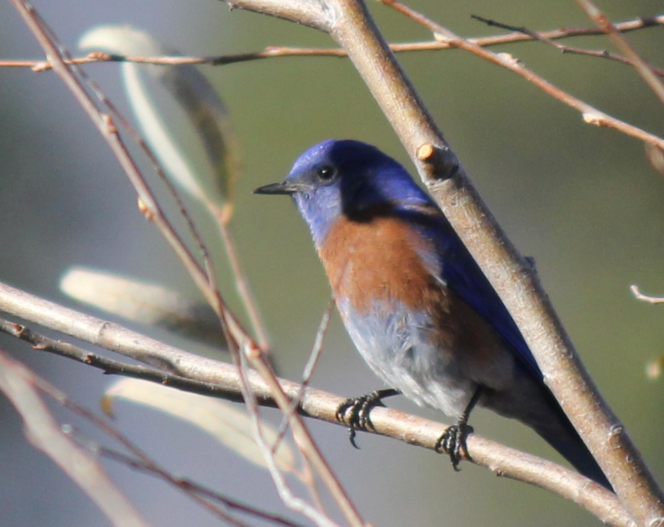 Western Bluebird