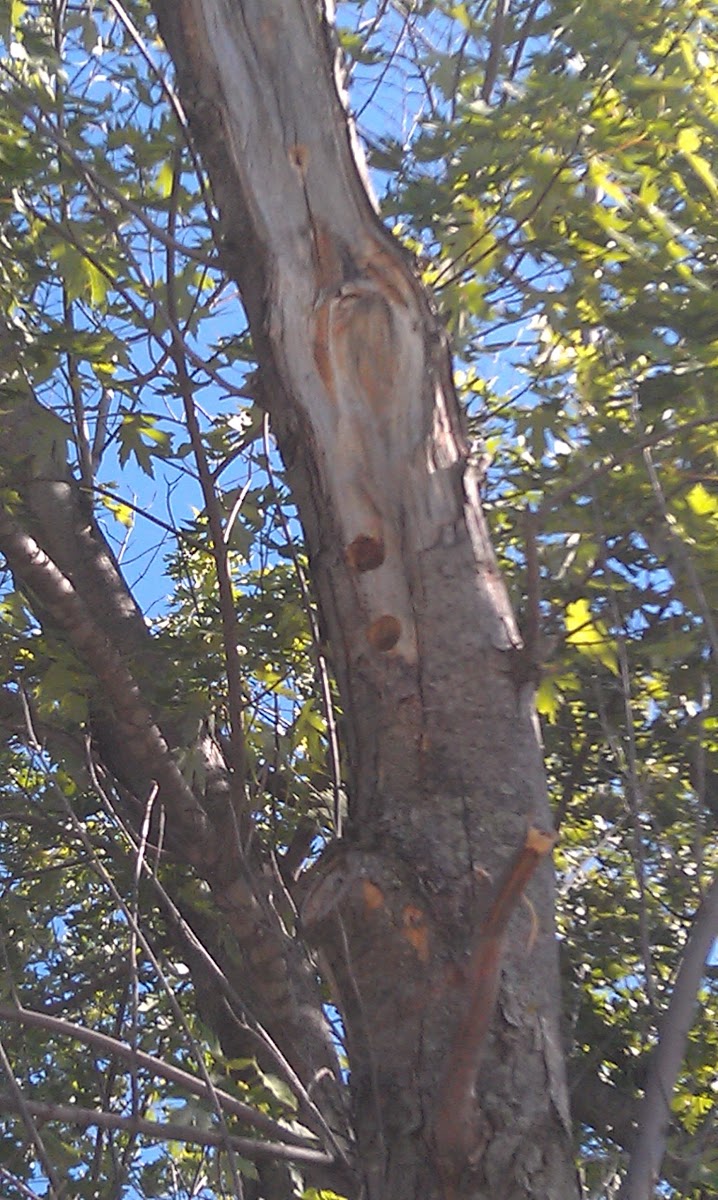 Woodpecker (nest)