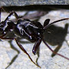 Trap-jaw ant