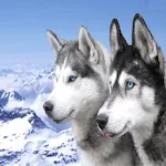 Snow Dogs Wallpapers Apk