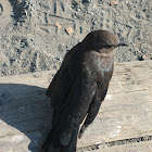 Brewer's Blackbird