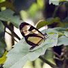 Tritonia butterfly