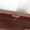 Red & Yellow Wasp