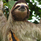 Brown-throated sloth