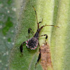 Leaf-footed Bug Nymph