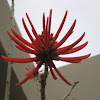 Red Coral Tree