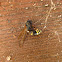 Mason Wasp