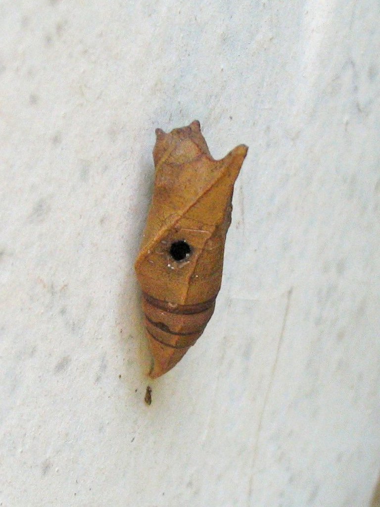 Graphium doson parasited pupa