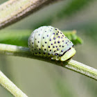 Larva - Acacia leaf beetle
