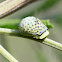 Larva - Acacia leaf beetle