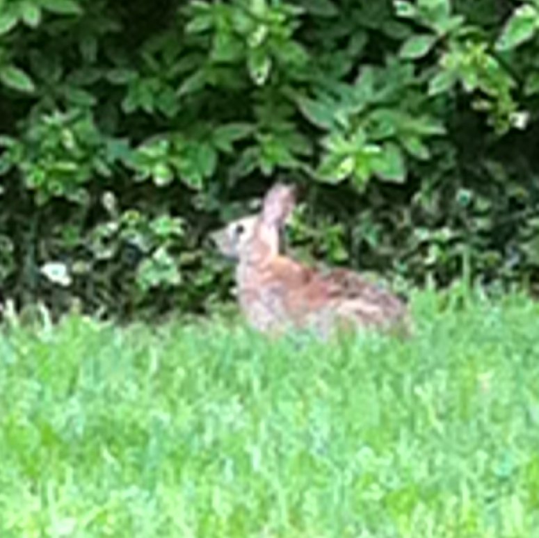 Cottontail Rabbit