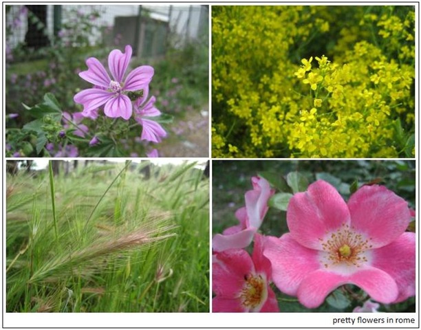 [flowers_rome[3].jpg]