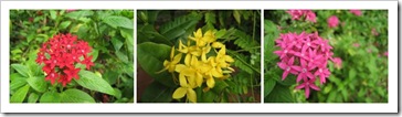 ixora