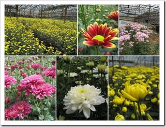 cameron_flowernursery