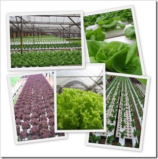 cameron_lettuce
