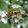 Spotted Flower Chafer