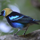 Golden hooded Tanager