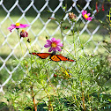 Monarch Butterfly