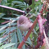 Clamourous Reed-Warbler