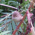 Clamourous Reed-Warbler
