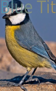 Nice Birds 1 FREE - náhled