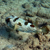 Longspine Porcupinefish