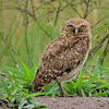 Coruja-buraqueira (Burrowing Owl)