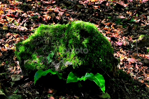 I Am A Rock by Pete Watson -  