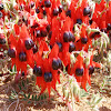 Sturt's desert pea