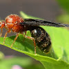 Ant with wings