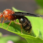 Ant with wings