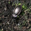 Forest ground beetle