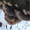 Turkey tail mushroom?
