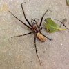 Native sheet web spider