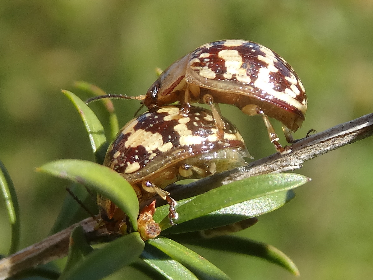 Paropsis pictipennis